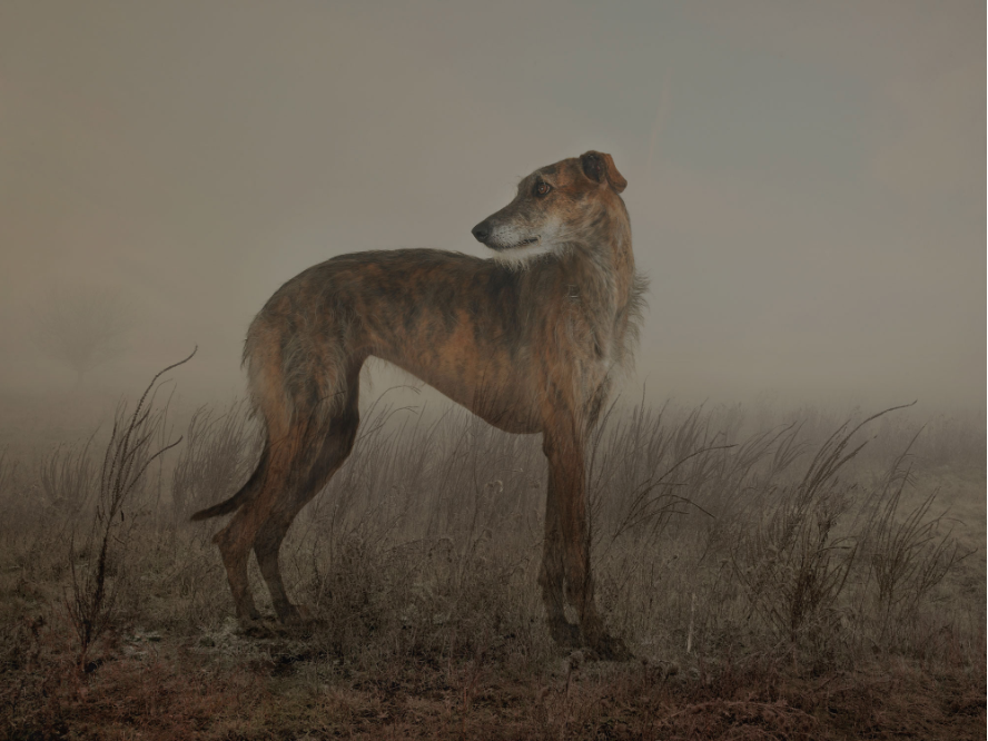 World Photography Organisation tweet media