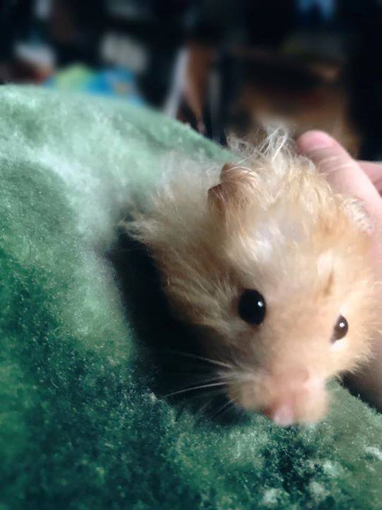 hamsterfluffs's tweet photo. I can’t stay mad at you🧡 Even though I would like all da treats, I’ll settle for two 🐹 https://t.co/2HeRx1qzTx https://t.co/deiLHsd1ul https://t.co/J8RkspL1rG