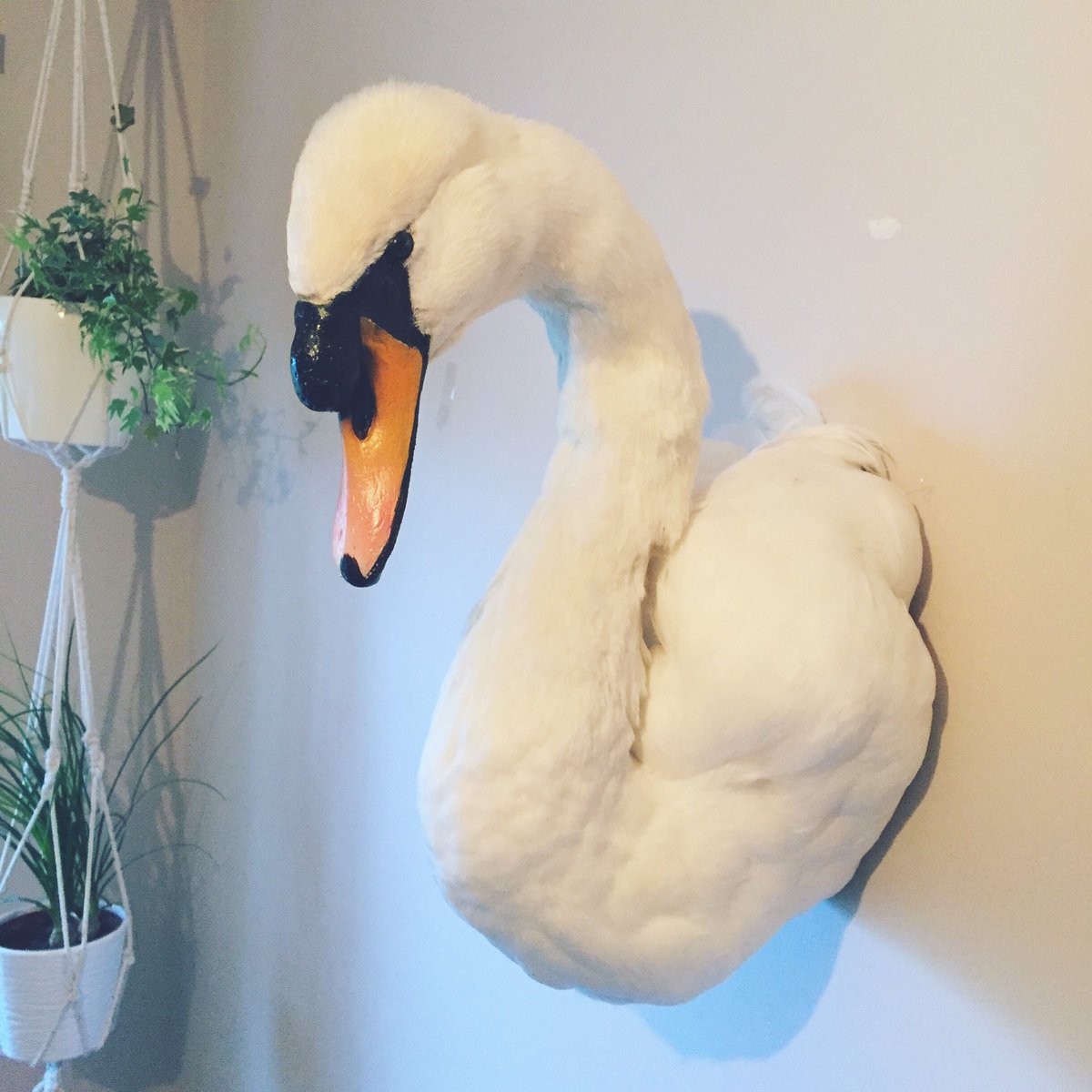 TaxidermyCo's tweet photo. Lovely Mute Swan almost done, ready to donate to @suffolkwildlife Lackford Lakes education room 🦢 #ethical #taxidermy #craft #cygnusolor https://t.co/i6POVkLnwD