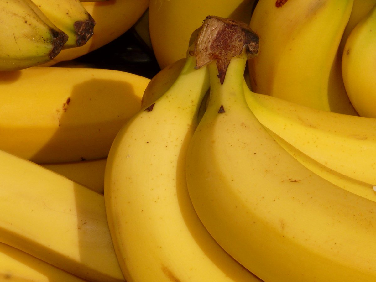 ISSalute_it's tweet photo. E' un'idea molto diffusa che le banane siano il frutto più ricco di potassio, ma è davvero così? Facciamo chiarezza https://t.co/l5MxXSPJAS #falsimiti #bufale #issalute #banane #potassio #mangiabene https://t.co/J9X3MSUzIg