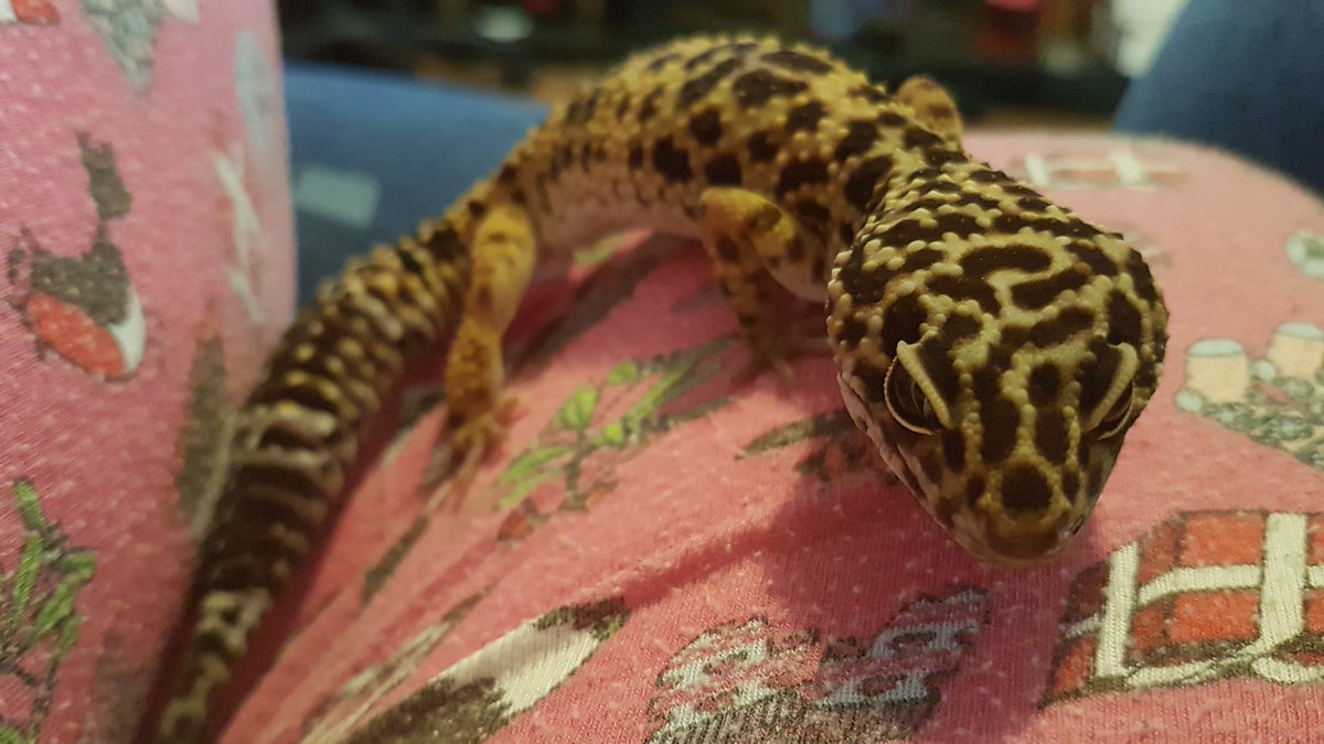 Peppy_wolf's tweet photo. @JackalBunny My baby is a scaley baby! She's a leopard gecko and she has a brilliant personality. She loves to be out of her viv and she tries to throw her weight around by stomping her feet if I stop her doing something she wants to do. She also has no fear and will walk off things 😂😂😂 https://t.co/65aLG2pagh