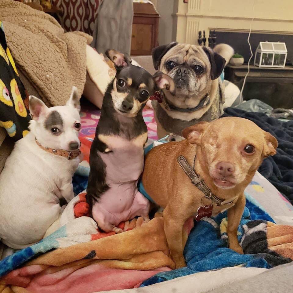 thedogs_planet's tweet photo. Does anyone love us ? https://t.co/OfIQyUKWlQ