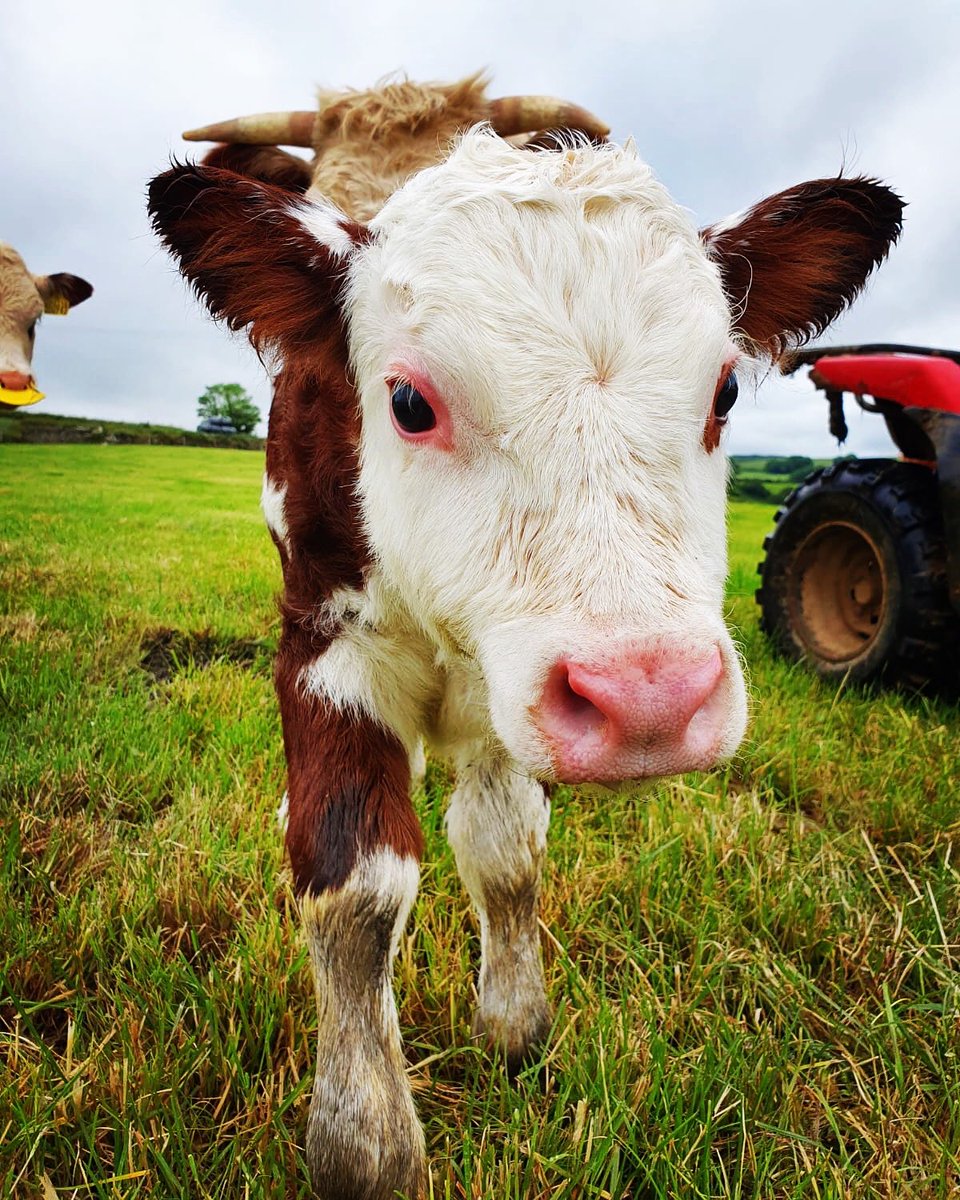 We’re in love 💙 this picture was taken when this #bullcalf was lass than 12 hours old. His Mum is called Sylvia his half brother Sid so we think a name beginning with ‘s’ would be good - what would you call him? #thenamegame #herefordcattle #CutenessOverload
