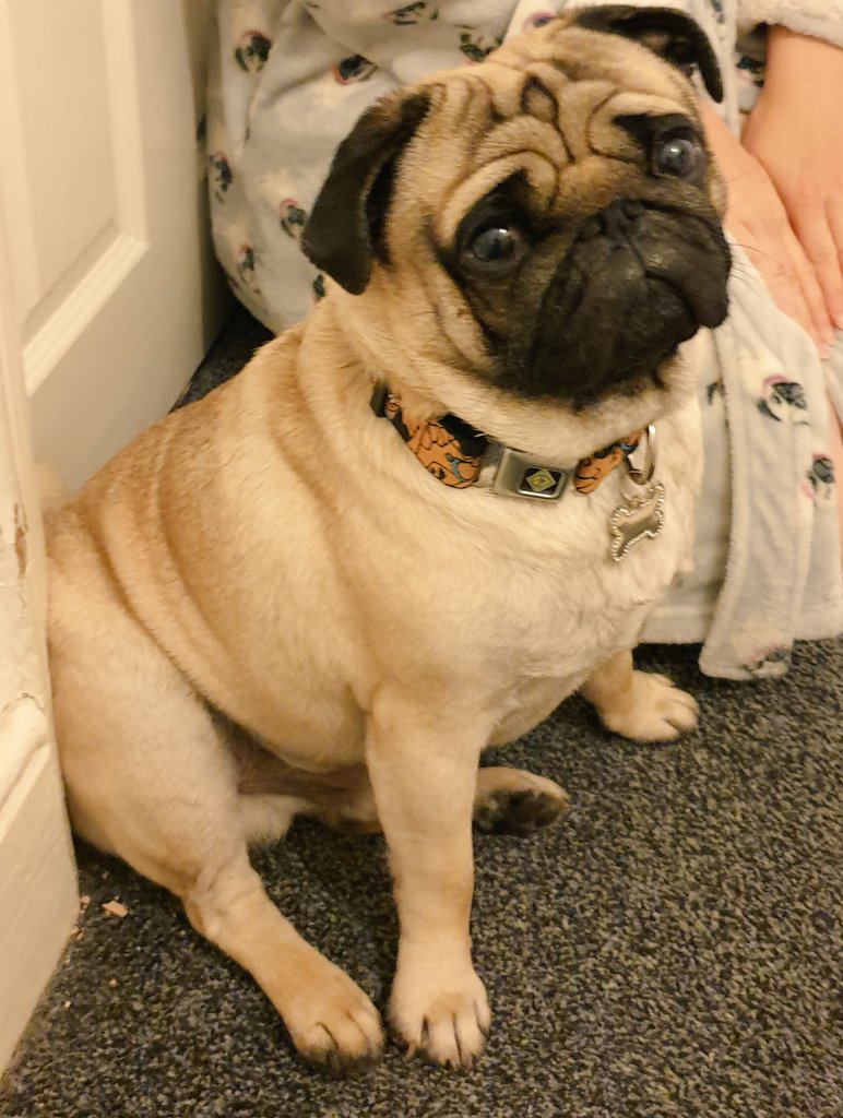 Harvey_pug's tweet photo. My birthday gift from my humans is this super snazzy @ScoobyDoo collar from @zavvi. I love it😎💜 https://t.co/qqvRfjBL2N