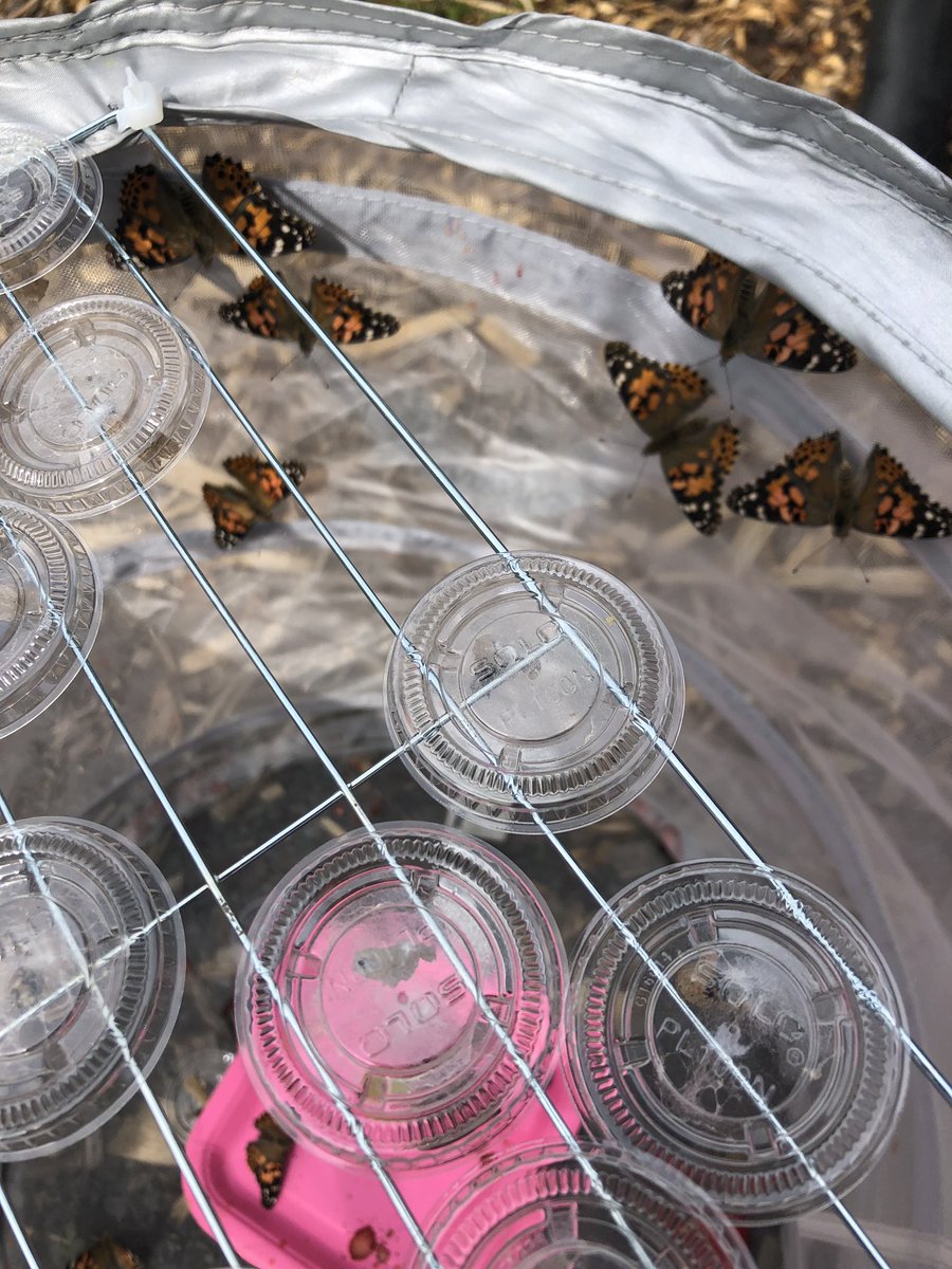 grade1derfulyyc's tweet photo. Today was sure an exciting day in our classroom. We said goodbye to our beautiful classroom butterflies 🦋 One loved Hannah so much, we think because he jacket has flowers on it! #craik #lifecycle #butterflies https://t.co/Gq5Hv6Ndr3