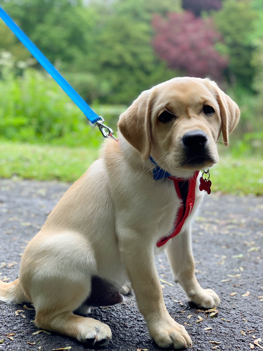CooperWonderPup's tweet photo. Our big boy Cooper is 14 weeks old today!
Here he is chilling in the park.
.
.
.
#cooperthewonderpup #labrador #labradorpuppy #yellowlabrador #puppiesofinstgram #dogsofinstagram #supermodelpup #VIPcool @PetsatHome 🐶 https://t.co/eDSXCkJbEO