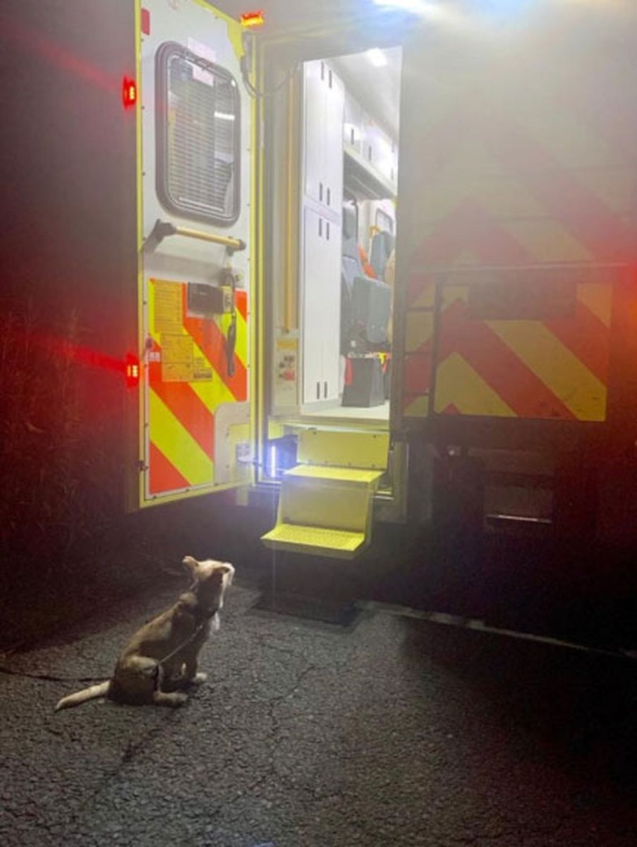 DarnfieldDexter's tweet photo. Look at this legend, old fella fell in a ditch walking his dog, little fella helped police find him then was only content when he could see his human. dogs are awesome both now home safe https://t.co/DmDdVdgJyp