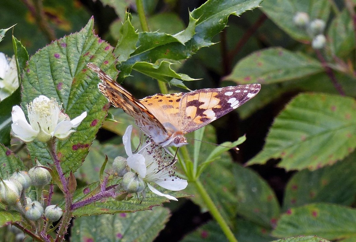Lancs Butterfly Conservation tweet media