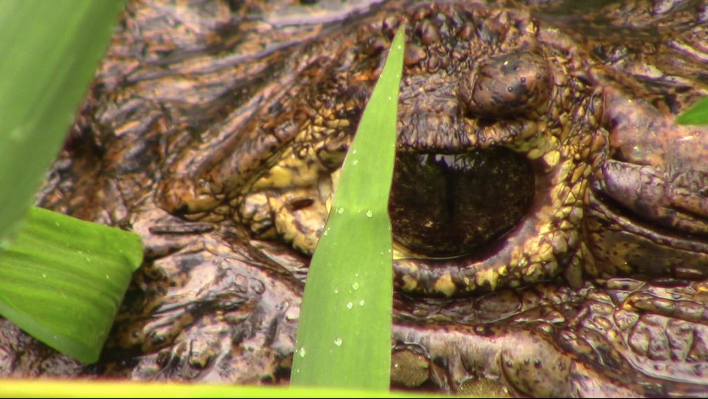 I 👀 U!  Up close and personal with rainforest wildlife! 
#costarica2019
<a href="/FranklinSabers/">The Franklin Sabers</a>