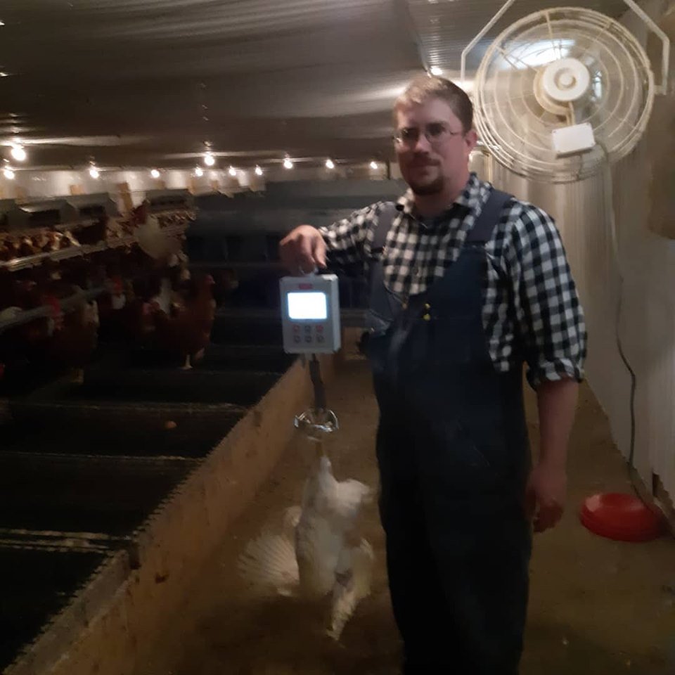 NLYoungFarmers's tweet image. We take a weekly random sample of 25 birds to get as accurate an average as possible. The weights help determine the feed ration so the birds are getting the nutrients they need to stay healthy &amp;amp; optimize laying production. Scales tell the weight of each bird &amp;amp; the flock average.