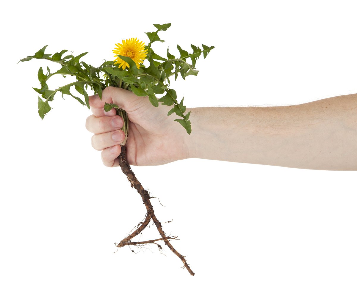 Study after study confirms the effectiveness of #dandelion root extract producing apoptosis in vitro #cancer cells – in effect, manipulating them to commit a programmed molecular suicide.  
bit.ly/2XZOuY6