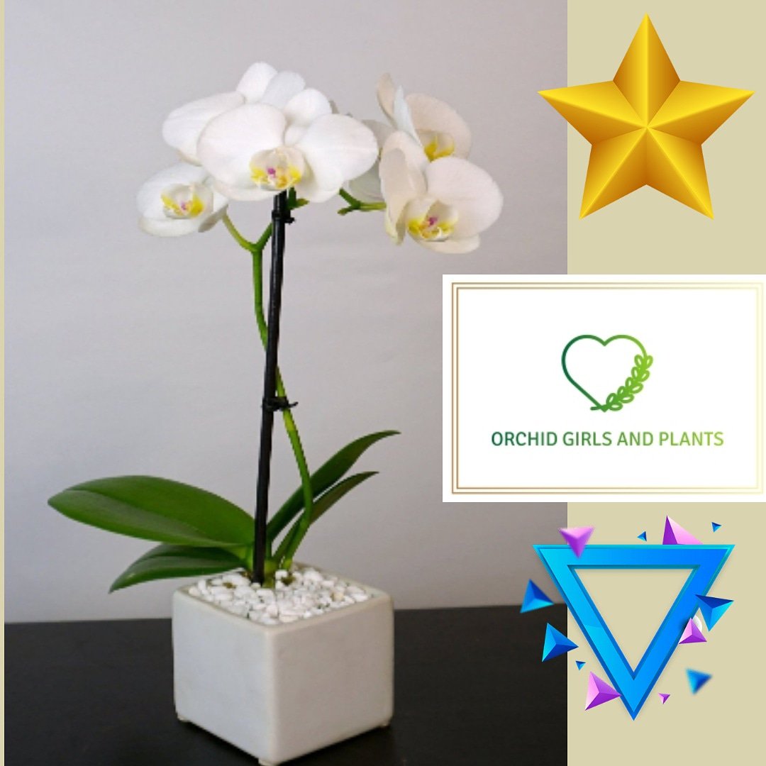 orchidgirlandp1's tweet photo. #CoffeeCube🌷
===========
🌿 Feel piece of mind during your work by putting it at your workplace/home !
===========
➡️Our Store 🌐https://t.co/AoTH8MUDHO
#orchid #plants #nature #newyork #flower #picoftheday
#newyorkflower #newjersey #gardening #officeplant #succulent #usa https://t.co/YHw650oYSe