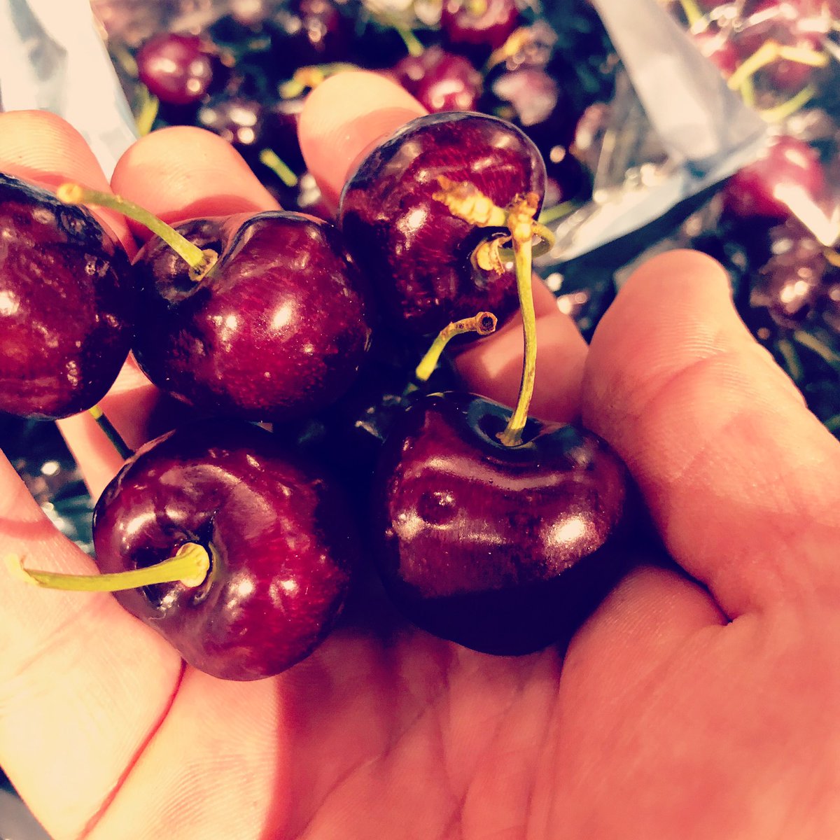 D_OrchardsNJ's tweet photo. Not sure what’s better... sundae with a cherry on top OR this handful of cherries! #youdecide #winwin #DOfresh #deliciousorchards #summersnacks https://t.co/UxjGM1KQS1