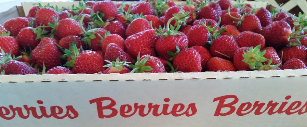 Devriednt Farm PYO Strawberries southernnewhampshirekids.com/?p=12969