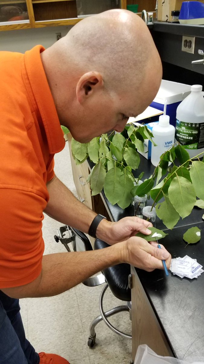 Clemson University Forest Health tweet media