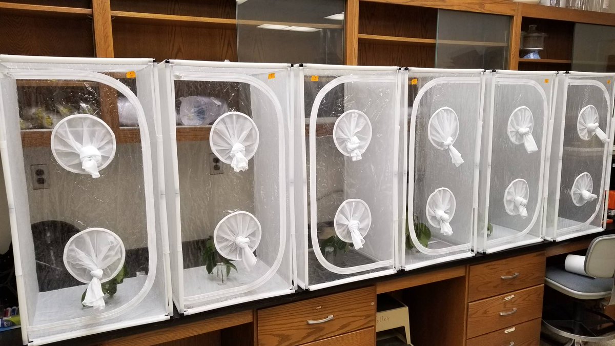 Clemson University Forest Health tweet media