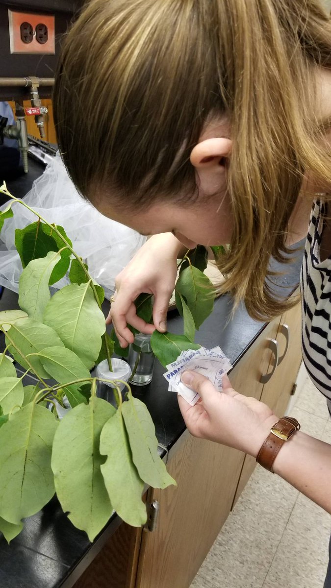 Clemson University Forest Health tweet media