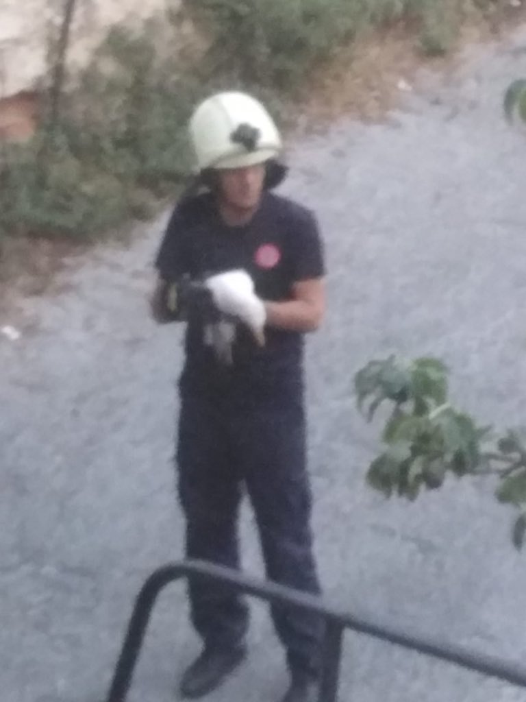 Martı kurtarma operasyonu başarıyla gerçekleşti  #ibbitfaiye