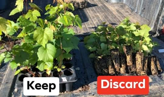 AviKarnPhD's tweet photo. My new blog post on "Marker Assisted Selection using the AmpSeq (Amplicon Sequencing) data". Please check it out at: https://t.co/uchOxjUpR4 
#AmpSeq #MarkerAssistedSelection https://t.co/ECfTKYgtxG