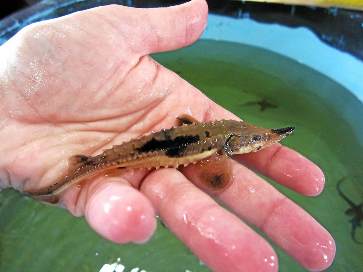 CARSAFS's tweet photo. Tracking juvenile #Sturgeon? A lateral intracoelomic incision through the hypaxial musculature and closure with suture or Vetbond recommended in a new Fisheries Research paper #FishSci #FishSurgery
https://t.co/aM4gWZFCm4
(Photo: @MichiganDNR) https://t.co/aknJ7r2LMa