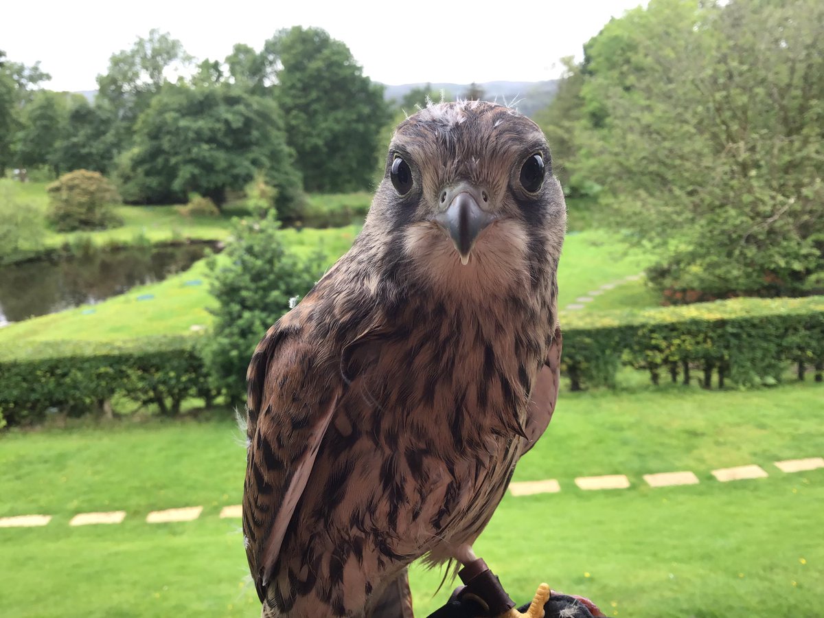 Kintailbop's tweet photo. Meet one of the newest little character, “Peanut” a young male Kestrel.  Still with some baby fluff on his head @Kintailbop . #argyll #visitscotland #argyllandbute #lochawe #falconrylochawe #lochawefalconry #eredinevillage #southlochaweside https://t.co/h7NdsXpud3