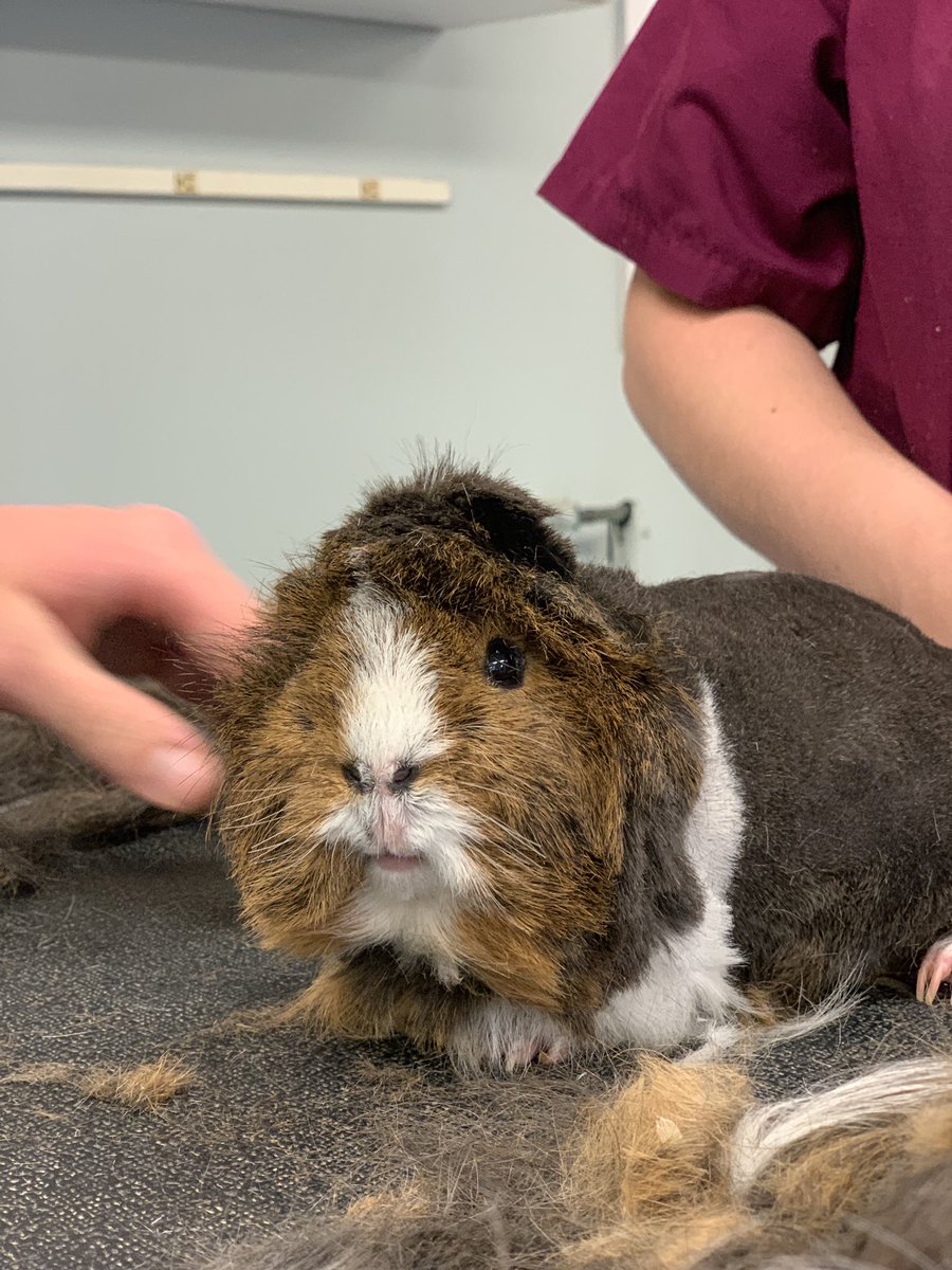 ms_tweating's tweet photo. Small Animal students giving summer haircuts to our guinea pigs #BApride https://t.co/ftNrQ2gPHW