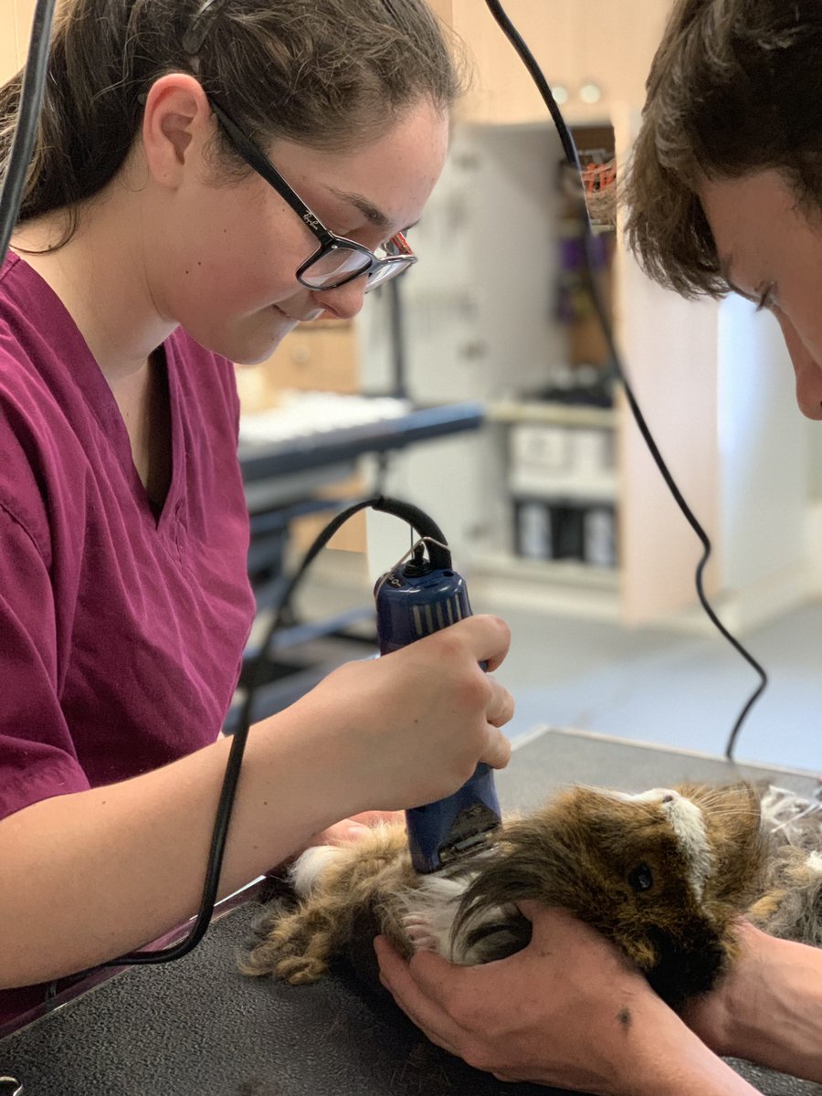 ms_tweating's tweet photo. Small Animal students giving summer haircuts to our guinea pigs #BApride https://t.co/ftNrQ2gPHW