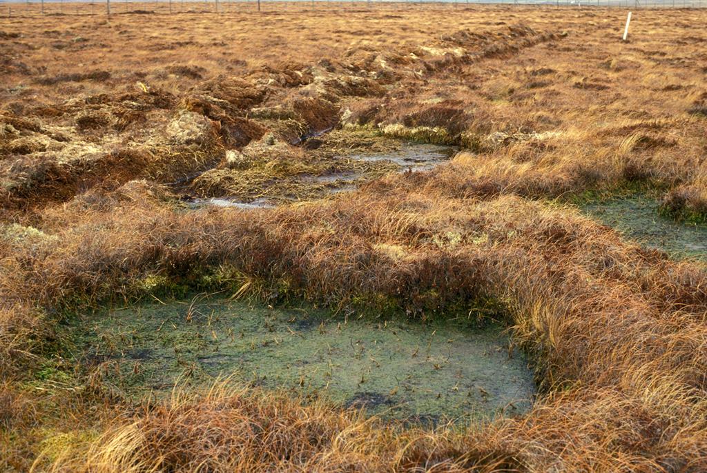 Peatlands occupy 12% of the UK’s land area &amp; store vast quantities of carbon. Healthy peatlands capture CO­2 from the atmosphere and so can help offset the effects of human activities such as fossil fuel burning. Visit our marquee on Ave Q #HighlandShow to learn more #HuttonatRHS