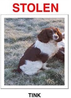 rosieDoc2's tweet photo. #findTink #SpanielHour WHERE IS THIS BEAUTIFUL GIRL #ESS liver&white another #Spaniel went #missing on a walk 😓 near the OLD #Railway bridge at the #Icomb junction between #Stow (#StowOnTheWold ) & #Bledington #OX7 #Gloucestershire / #Oxfordshire borders 🆘 https://t.co/o3P9em6VF1
