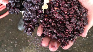 100% of all skins, seeds, &amp; stems from harvest are mixed w/dairy manure to produce an especially nutritious compost to reintroduce in the vineyard. All organic matter from harvest is reused. 💯  #winesustainably #compost #wastenotwednesday #wvwines ow.ly/9ara50jODZc