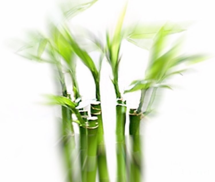 SatanIsHotOnTv's tweet photo. No one:                                                 Bamboo growing 1.49 inches per hour:                                                #algebraregents #ALgebraRegents https://t.co/QbuP0tL7qv
