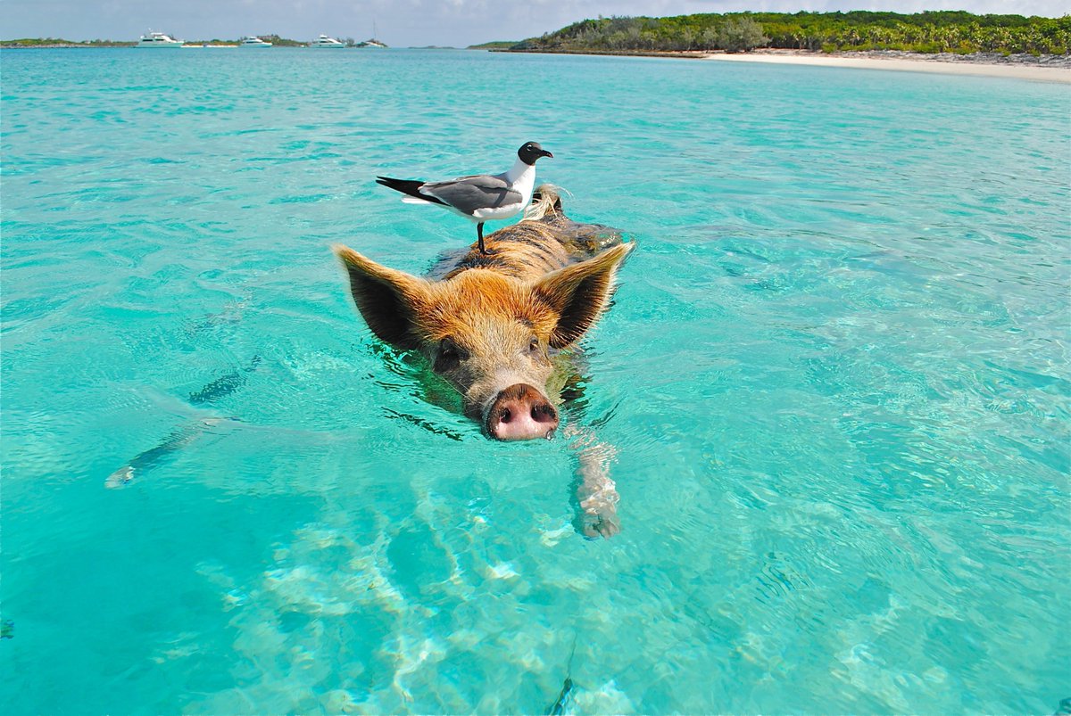 Riding halfway through the week like... 🐖 #PortholeCruise #Bahamas #Wednesday #SwimWithPigs #DreamVacation