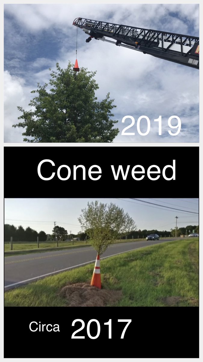 Huntersville_FD's tweet photo. Many keep asking about #ConeWeed. One of our members even saw a ConeWeed shirt while on vacation in Florida. So...here’s an update! #OneTownOneWeed #ItLives...Sorry...we couldn’t resist while conducting Ladder training... #ThatsaBigWeed #ConeTree #NotTheConeWeed https://t.co/sSCAXo0bSg