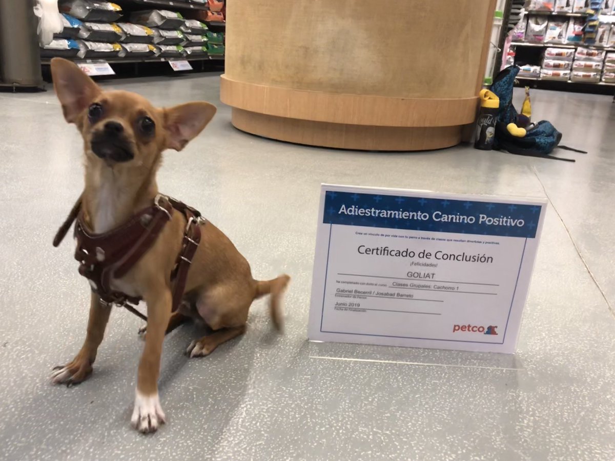 LaVeleta's tweet photo. Goly 🐕 hoy recibió su Certificado de primera parte de entrenamiento… ¡@PetcoMexico tiene los mejores entrenadores! 👍🏼 https://t.co/fQhcsCrTXX