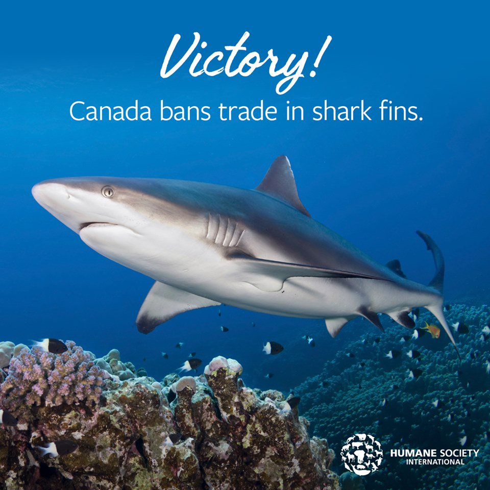 What a victory! Canada passed legislation banning the import and export of shark fins. But there's still work to be done. Sharks are still being slaughtered for cosmetics, supplements and food globally. Protect this amazing keystone species: lushusa.com/sharkattack.ht… 🦈 <a href="/HSIGlobal/">超级Z.Y.N 发明家 V2</a>