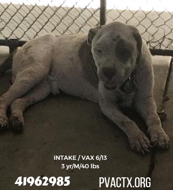 MoishesMom's tweet photo. ๐จ๐๐๐ป Two pups who will ๐if no1 comes. This is the USA ๐บ๐ธ pound system. This is South Texas! #SHAME #Palm #Valley #Edinburg #SouthTexas where they kill manโs best friend by the ๐ฏs every week. @bvanhool 2pledge #deathrowbulldog #deathrowpibble #retweet ๐จ๐๐๐ป #SAVE #PVPups๐๐ https://t.co/qGiRS3m07n