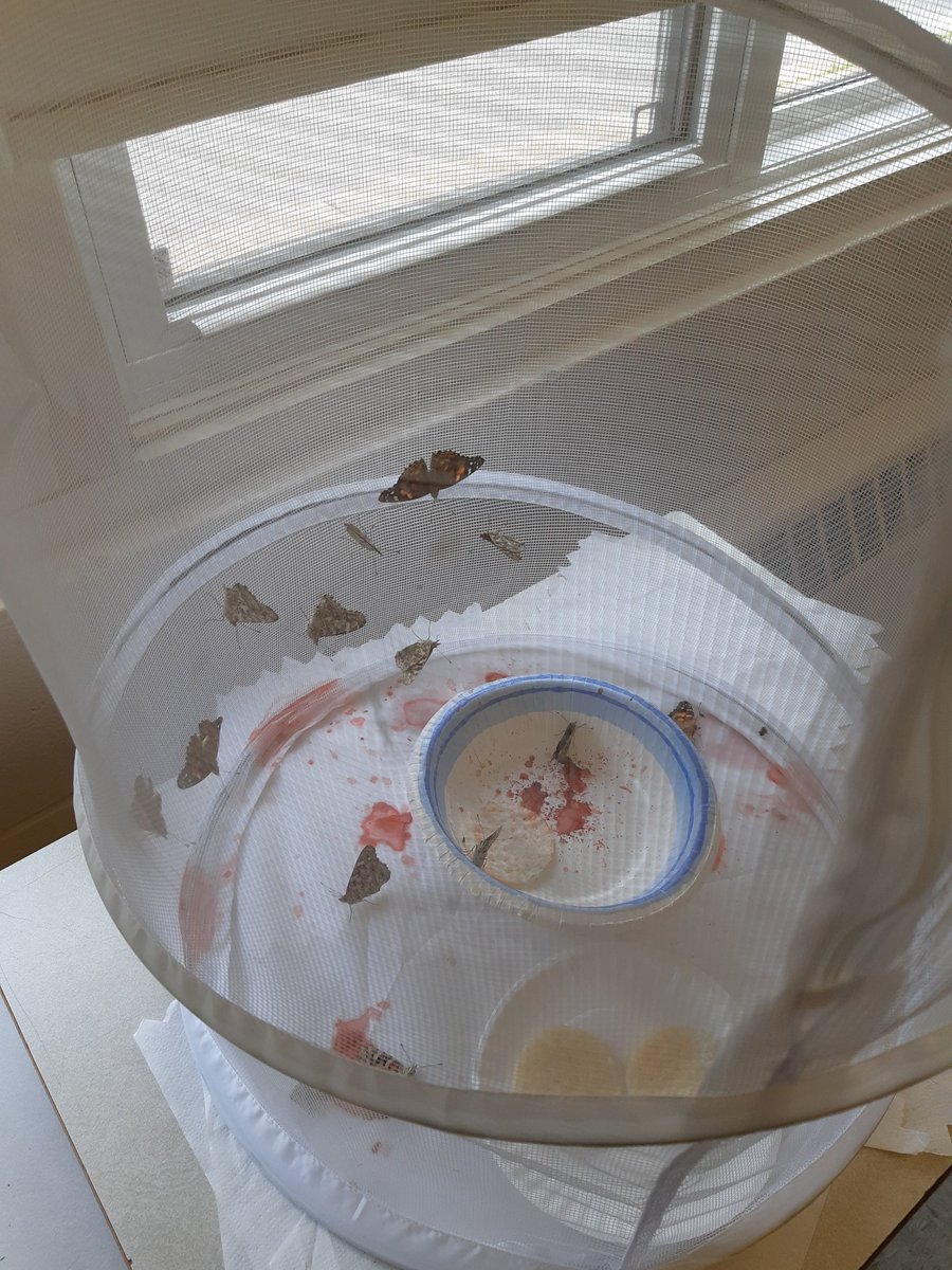 Something pretty amazing has been happening today in 2 Harvey. #butterflies