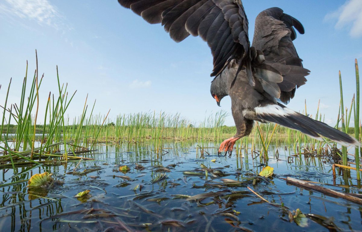 ShelleneWyrick's tweet photo. .@SenBobCasey @SenToomey @RepJohnJoyce @realDonaldTrump, America's Everglades deserves full funding and Florida is already doing its share. Please support $200 million per year to adequately fund Washington's 50/50 share of the costs. https://t.co/7XaBNPmwfR