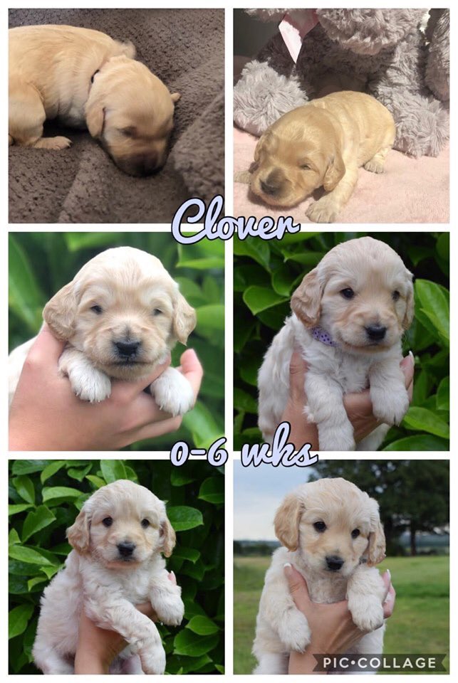 Debbiemade's tweet photo. From furry little alien to mini dog in 6 weeks https://t.co/4f7JpXINwa