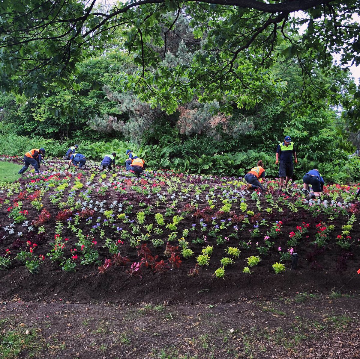 Les tulipes emblématiques du Canada se transforment en spectaculaires jardins de fleurs annuels pour l’été. On a hâte de voir le résultat!