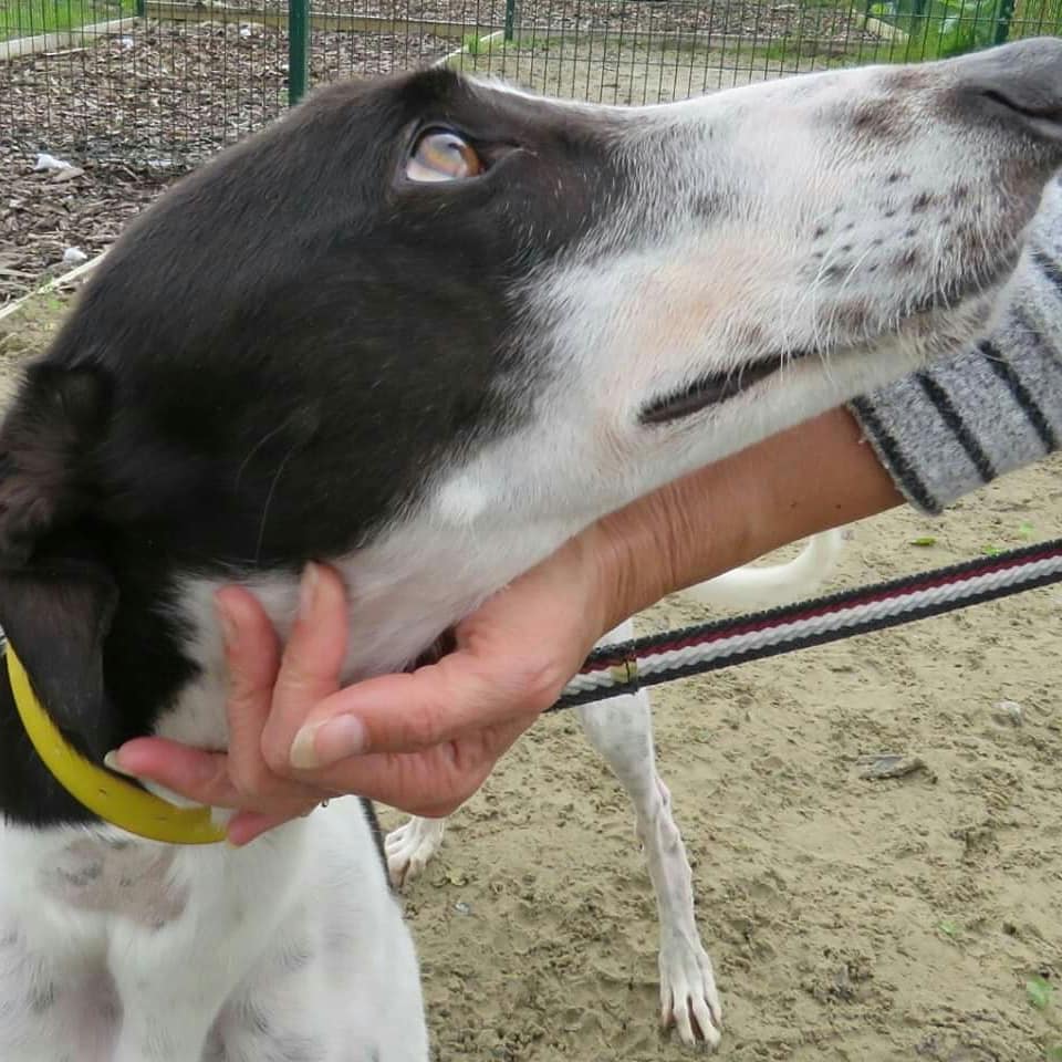 DurhamRetired's tweet photo. Where's Wally? Well, he's waiting to woo you and why wouldn't you want to be wooed by the wonderful Wally? He'll make someone a greyt pet given the chance. Please give Wally that chance. :) #whereswally #greyhoundsofinstagram #foreverhomewanted #retiredracers @SunderlandDogs https://t.co/DmLAITFCFQ