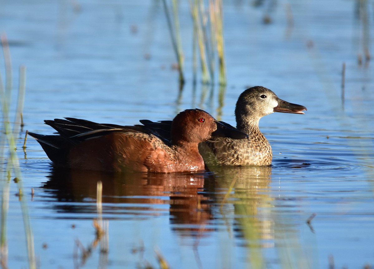Cinnamon teal in water