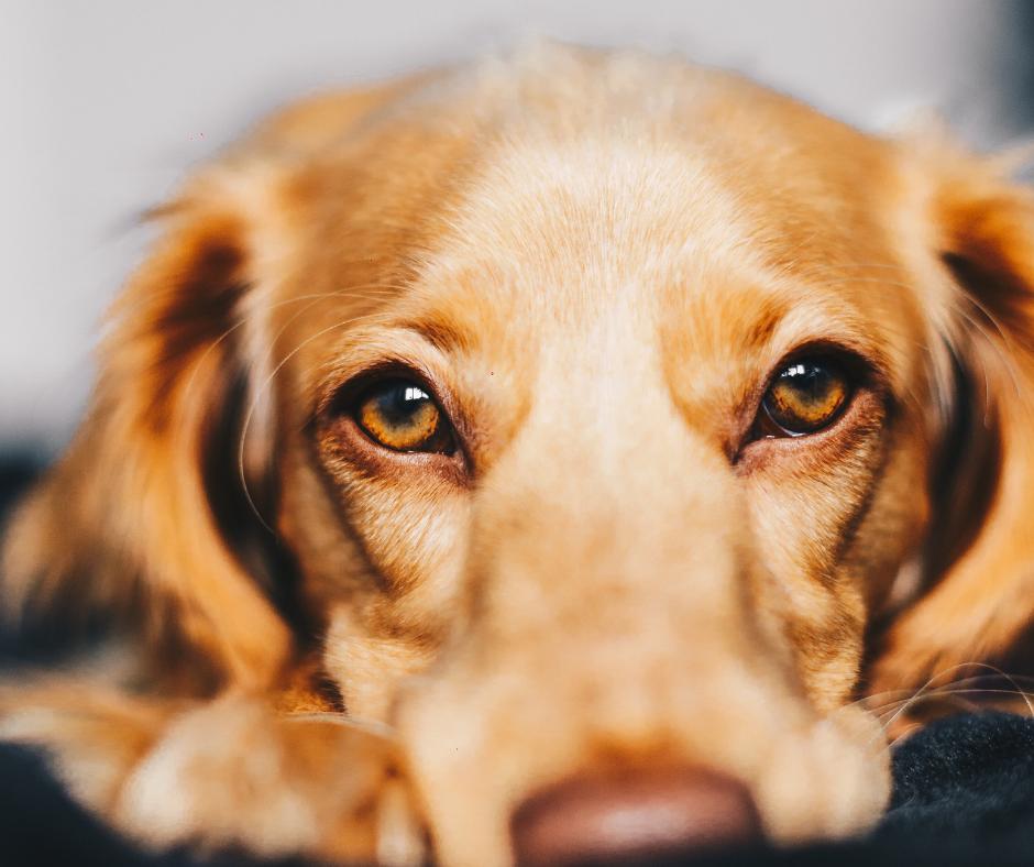 No need to paws and wonder if pets are welcome at our hotel because the answer is YES! We're #PetFriendly here at Hyatt Palm Springs.