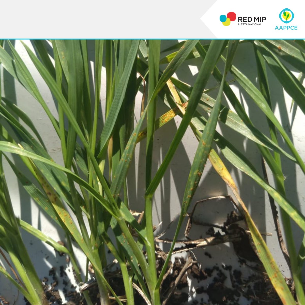 AAPPCE's tweet photo. ⚠️#AlertaRedMIP: #RoyaAnaranjada (Puccinia triticina) en #trigos, en la localidad de Jesús María (Córdoba). Se recomienda prestar especial atención en los monitoreos. ¿En tu zona, estás viendo enfermedades en las recorridas?
Foto: @GDeloredo #RegionalNorteAAPPCE CBA Centro y N. https://t.co/c2DY6FKt1j