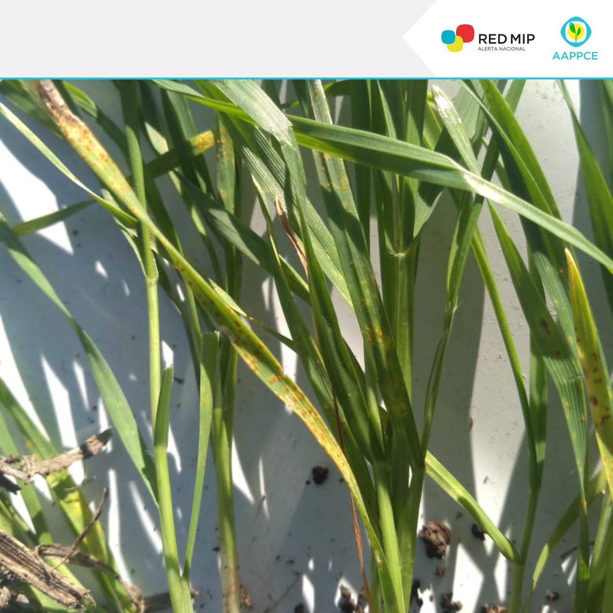 AAPPCE's tweet photo. ⚠️#AlertaRedMIP: #RoyaAnaranjada (Puccinia triticina) en #trigos, en la localidad de Jesús María (Córdoba). Se recomienda prestar especial atención en los monitoreos. ¿En tu zona, estás viendo enfermedades en las recorridas?
Foto: @GDeloredo #RegionalNorteAAPPCE CBA Centro y N. https://t.co/c2DY6FKt1j