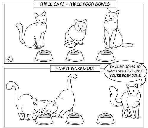 Картинки для срисовки котики. Раскраска котик мем. Раскраски мемы коты. Кот мем раскраска. Раскраски мемы.