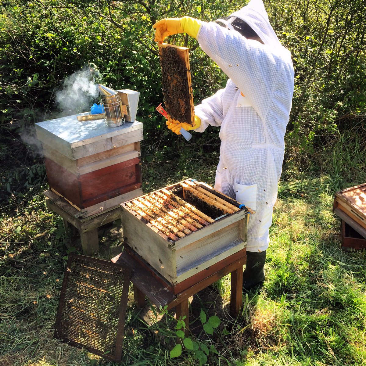 Springfield Farm tweet media