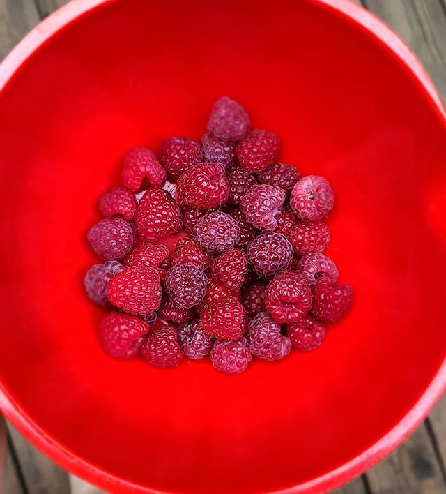 Superbrianjames's tweet photo. We started planting ALOT of different types of berries last year.  This is is our first good harvest off our "Purple Royalty" raspberries and our "Crimson Night" raspberries. #foodporn #foodforest #growyourown #permaculture #organicgardening https://t.co/1hgeOAGtux