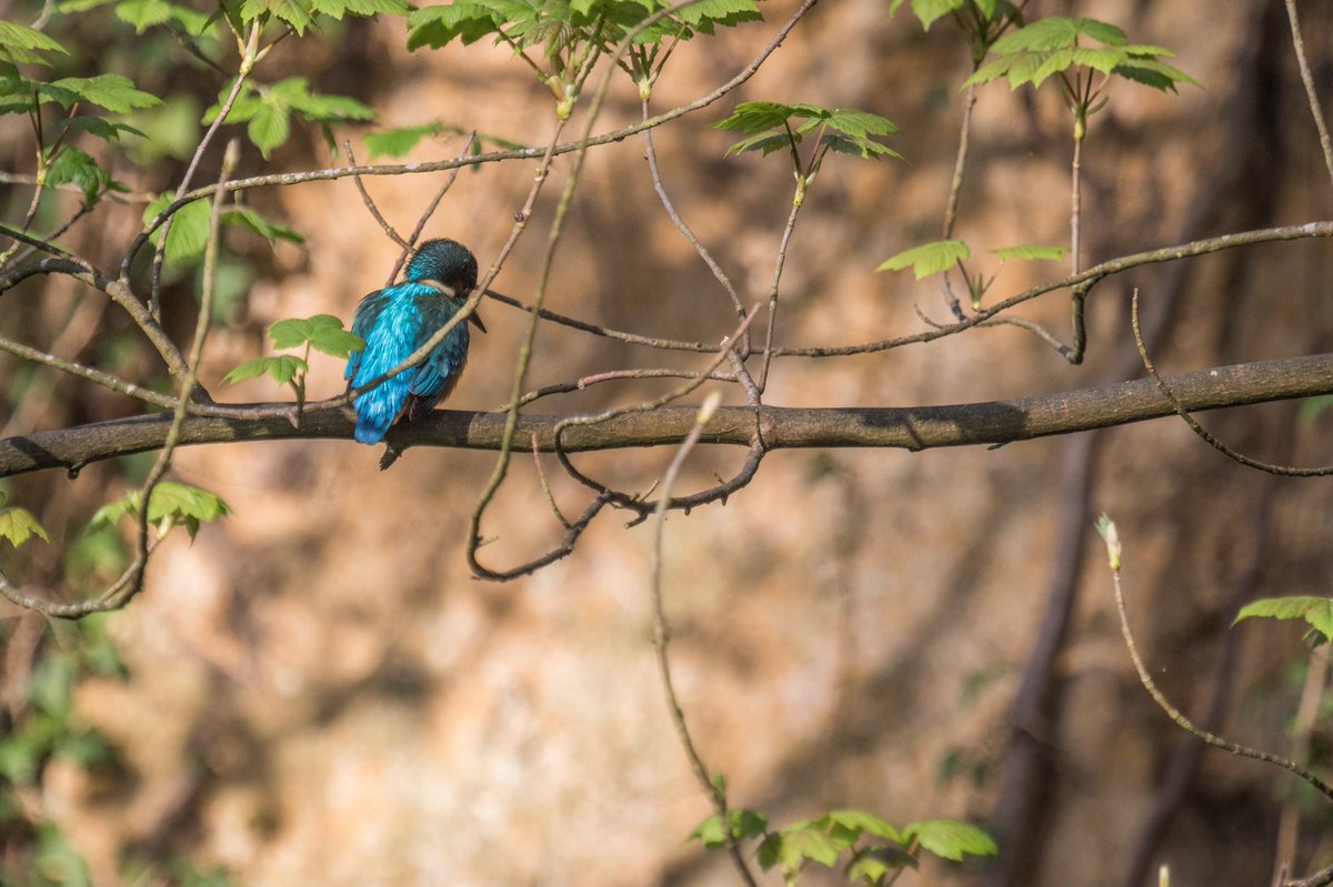 Wildlifehappens tweet media