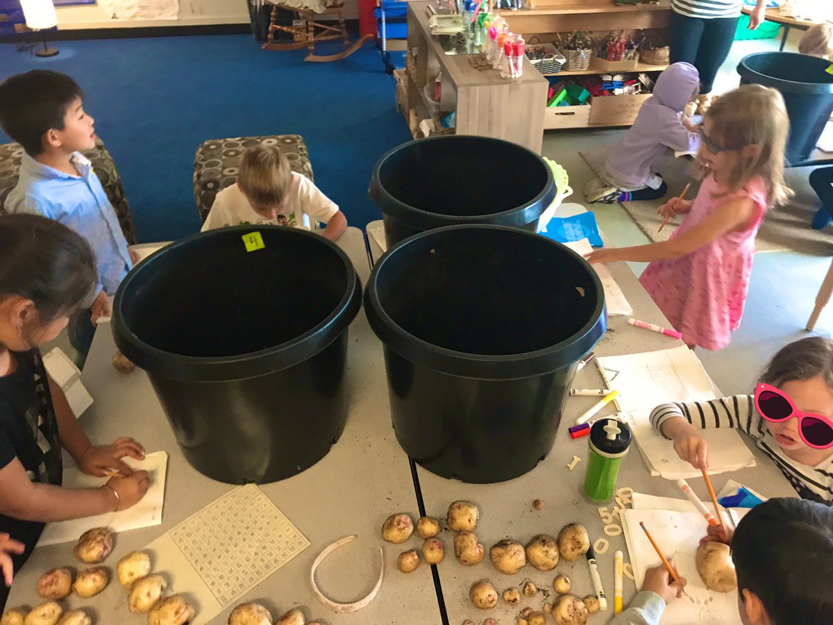 david_harel's tweet image. What better time to practice our counting than at potatoe harvesting time! #countingcollections #spudsintubs tomorrow we cook them! @sd38learn @bridgebulldogs